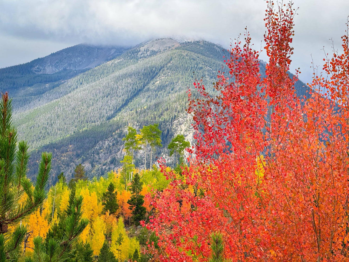 Red Aspens - Fall Seasonal Blend