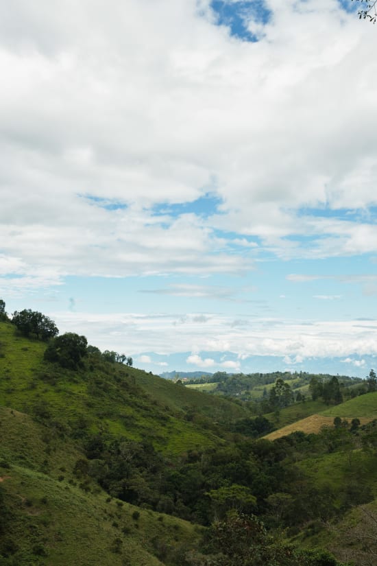 Colombia Red Striped Bourbon - Finca Juan Martin