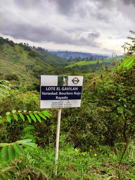 Colombia Red Striped Bourbon - Finca Juan Martin