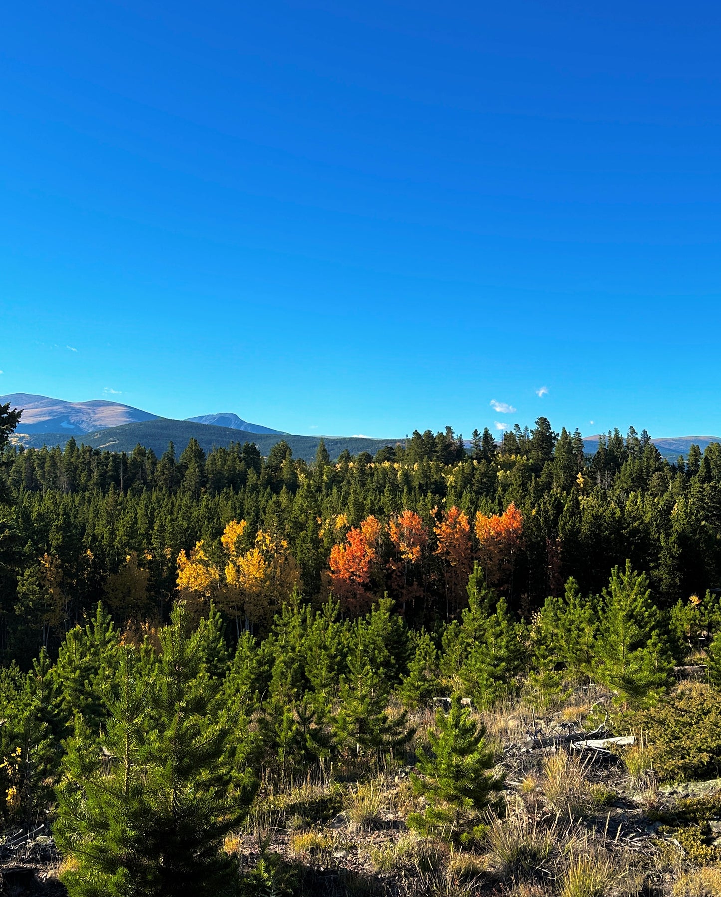 Red Aspens - Fall Seasonal Blend