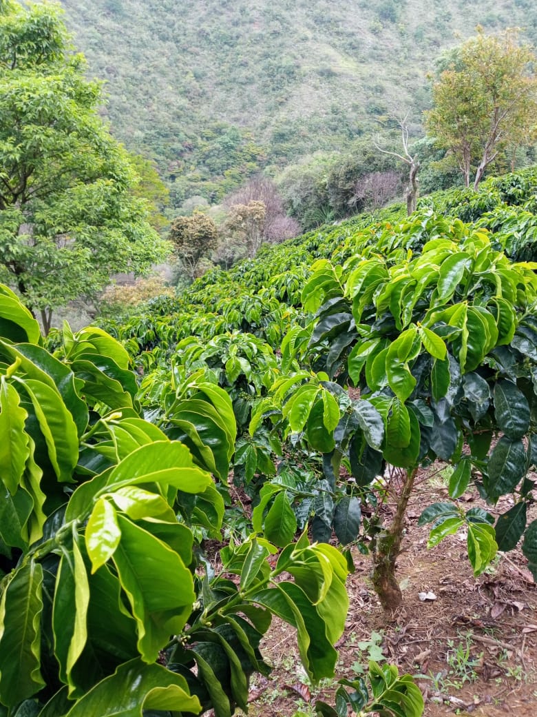 La Choza - Colombia – Salto Coffee